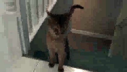 Cat Fetching Marble OVER'n OVER!