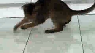 Cat plays with Laser Pointer(ipad)