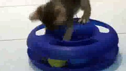 Crazy Kitten Compilation