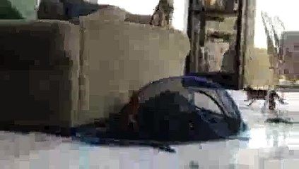 Crazy Kittens Jumping on Play Tent(ipad)