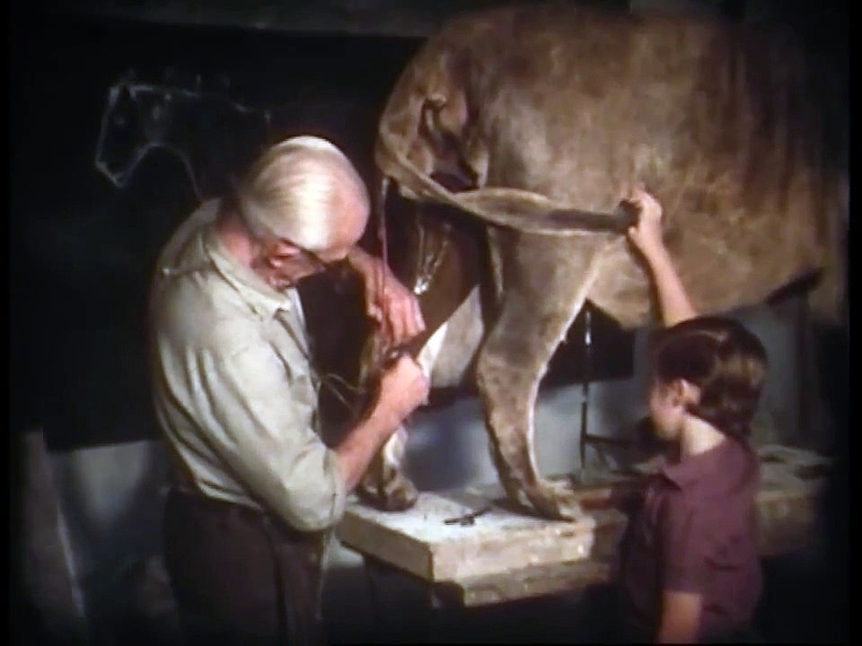 Taxidermia Garoz