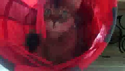 Playtime in Cat Tunnel(ipad)