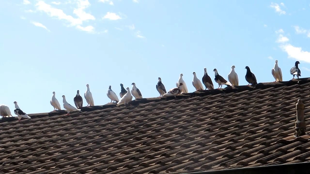 Pigeons on my roof