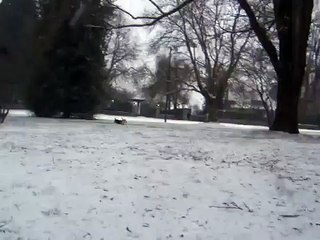 Kaiser The Beagle - Snowy Vancouver 2011 Feb