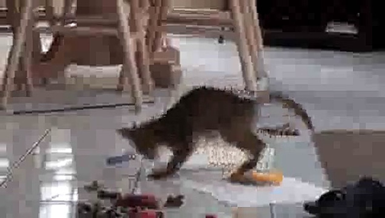Kitten Playing with Toy(ipad)