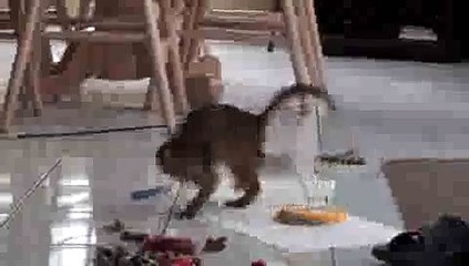 Kitten Playing with Toy