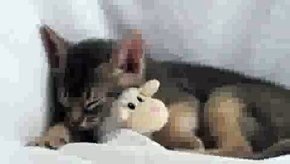 Sleepy Kitten... Head Bobs(ipad)