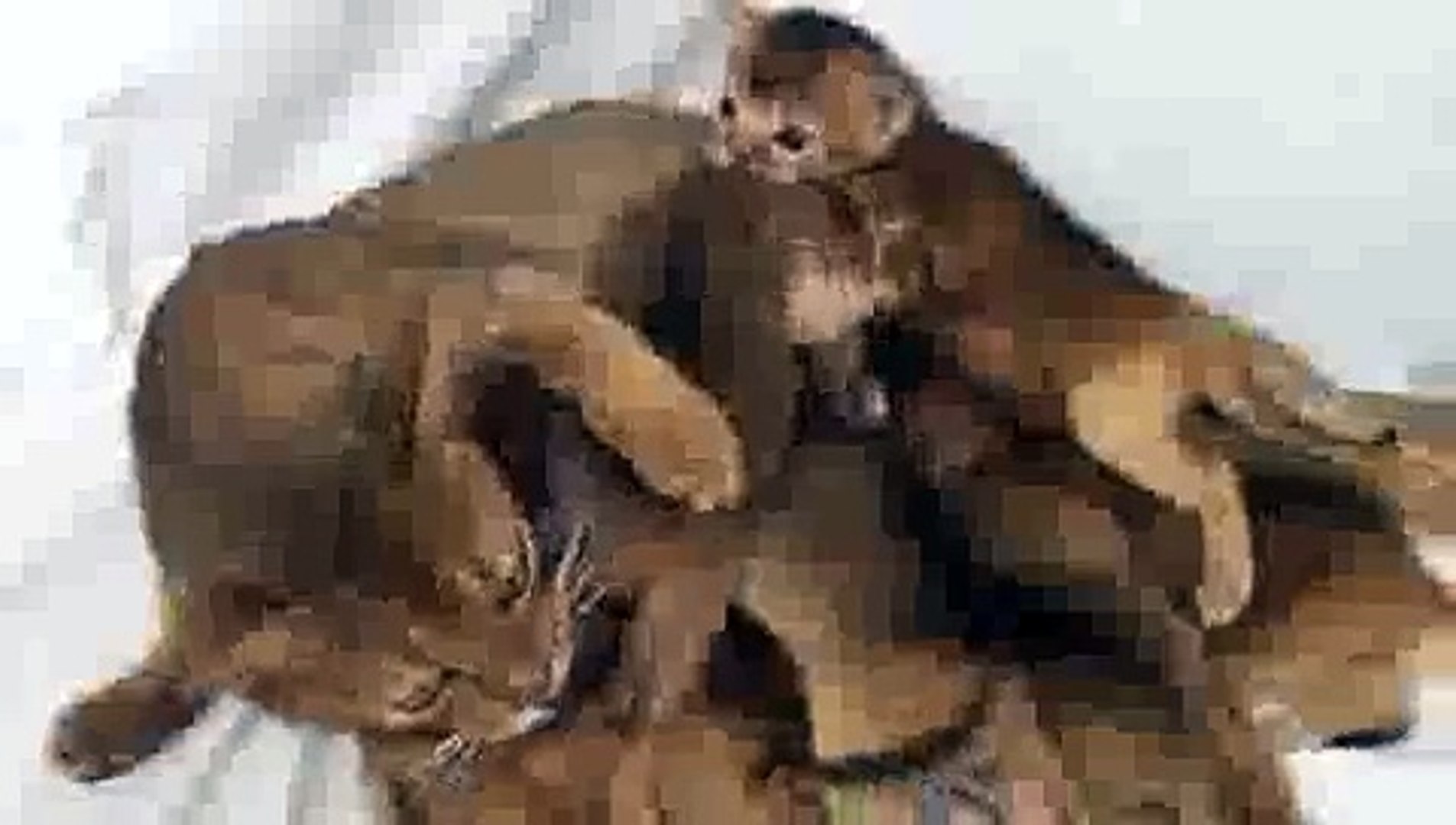 ⁣Kitten Dogpile