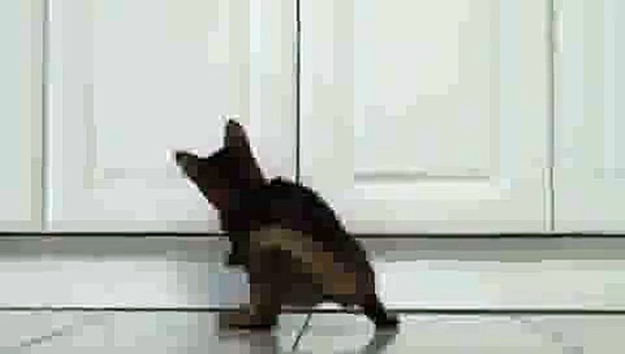 Kitten Playing with Laser Pointer(ipad)