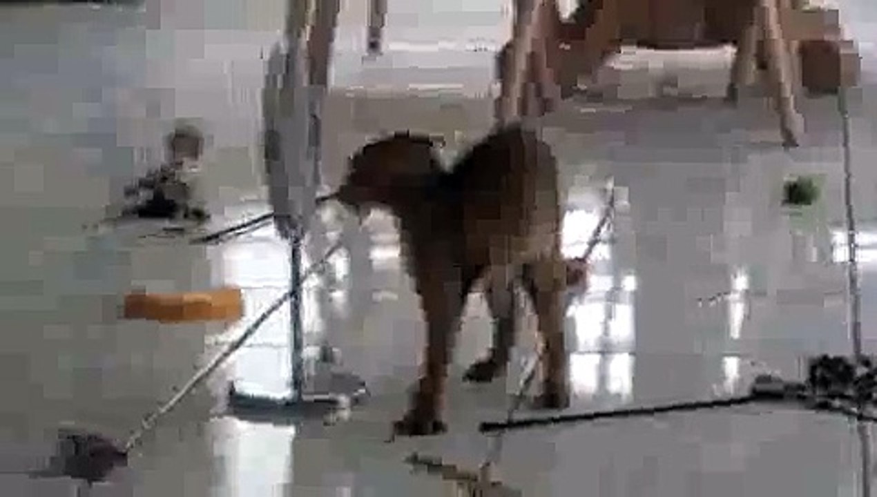 Kittens Mirror Dance
