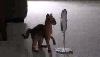 Kitten Finds Mirror(ipad)