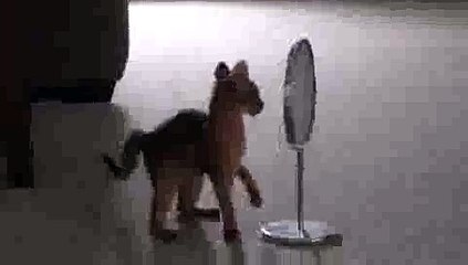 Kitten Finds Mirror