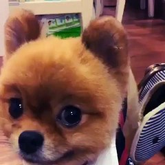 (1) Funniest Short Videos_3 pupy