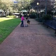 (1) Funniest Short Videos_3 skating dog