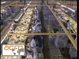 ACM FOOD MACHINERY - Lettuce Processing Line