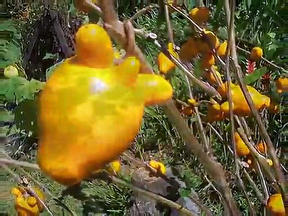 THE BEST OF THE BEST OF THE PHILIPPINES