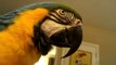 Macaw Singing and Dancing to Adele (Someone Like You)