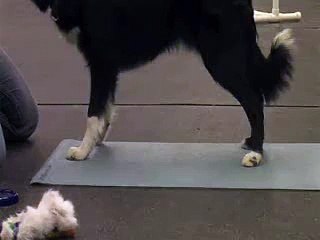 Dig-It! Puppy Foundation Training-Play Bow vs Down