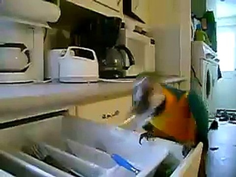 Macaw playing the spoons