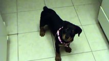 Rottweiler Puppy Playing and Growling