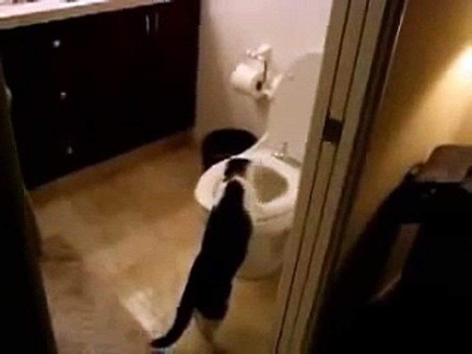 Cat flushing our money down the toilet video Dailymotion