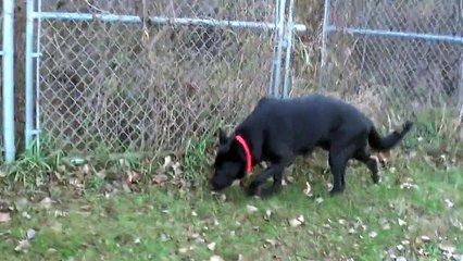 Czech German Shepherd exploring at a local field.