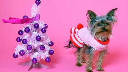Dogs Sing "12 Days of Christmas" Funny Christmas Song!