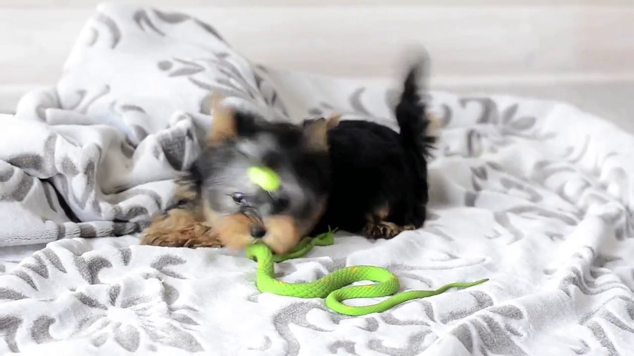 Yorkshire terrier mini