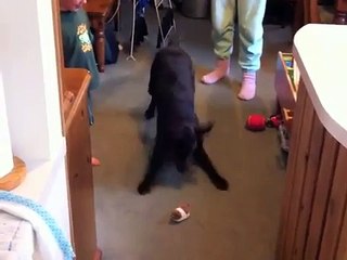 Cute labrador chasing wind up hamster!