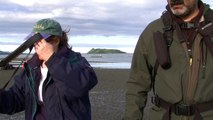 Grizzly waving from beach at Hallo Bay, Katmai National Park, Alaska