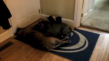 American Bully Cleans her Pack