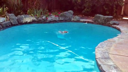 Welsh Corgi Puppy Amber Swimming