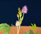 Time lapse fun plant for kids, Tickle Me Plant flowers