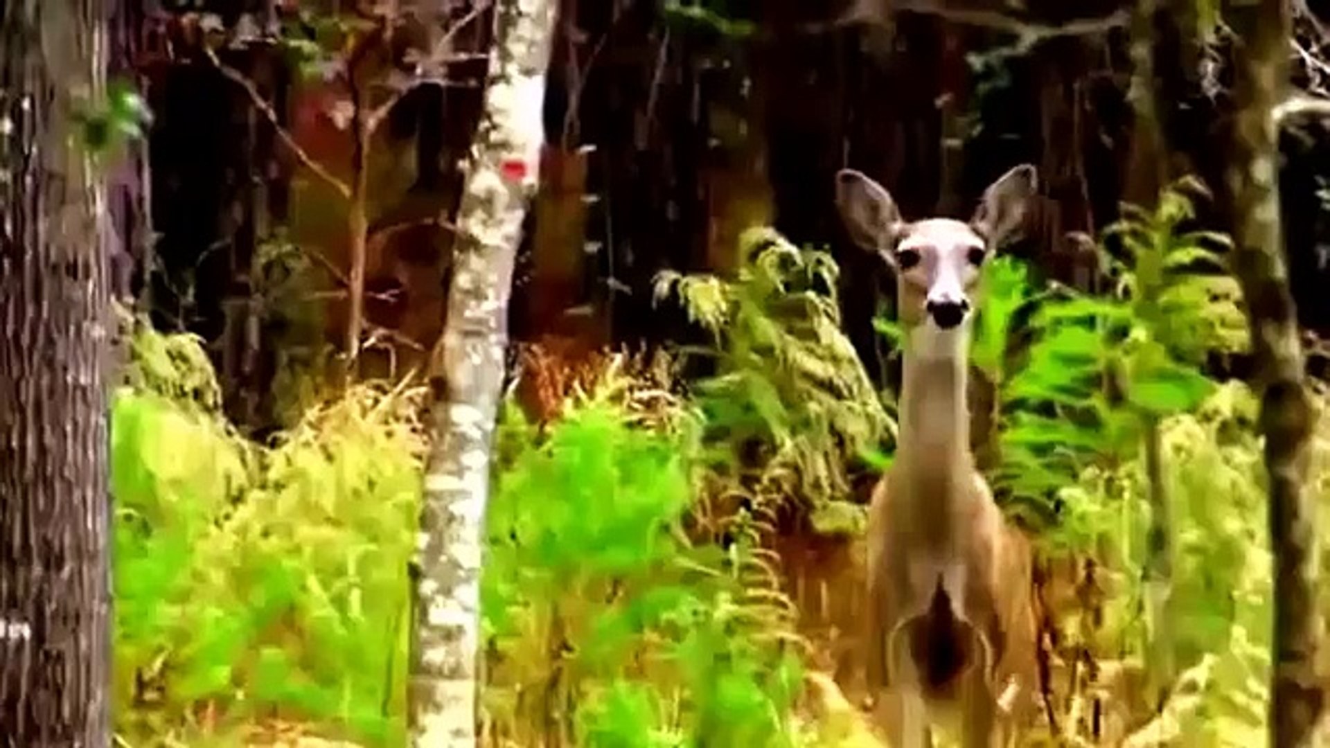⁣Deer Attacks   Animal Planet 2015   Wildlife Documentary   National Geographic Animals