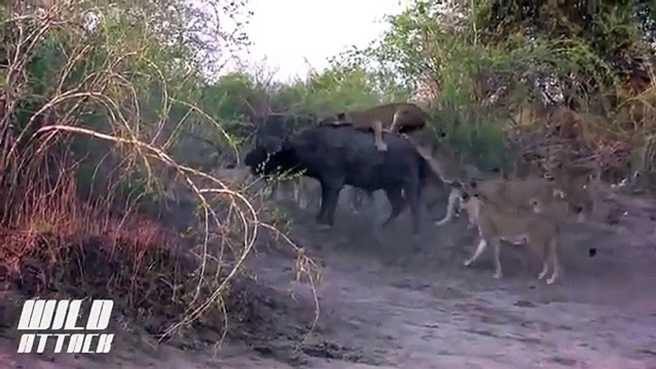 Lion vs Buffalo - 9 Lion Attack 1 Buffalo #HD