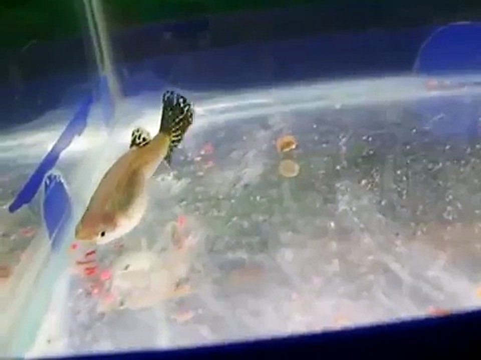 Guppy giving birth