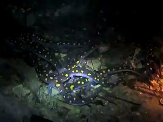 Spotted Salamanders in a vernal pool