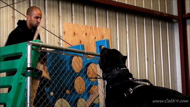 Cane Corso Bite Work - Cali K9® Bay Area Dog Training - San Jose