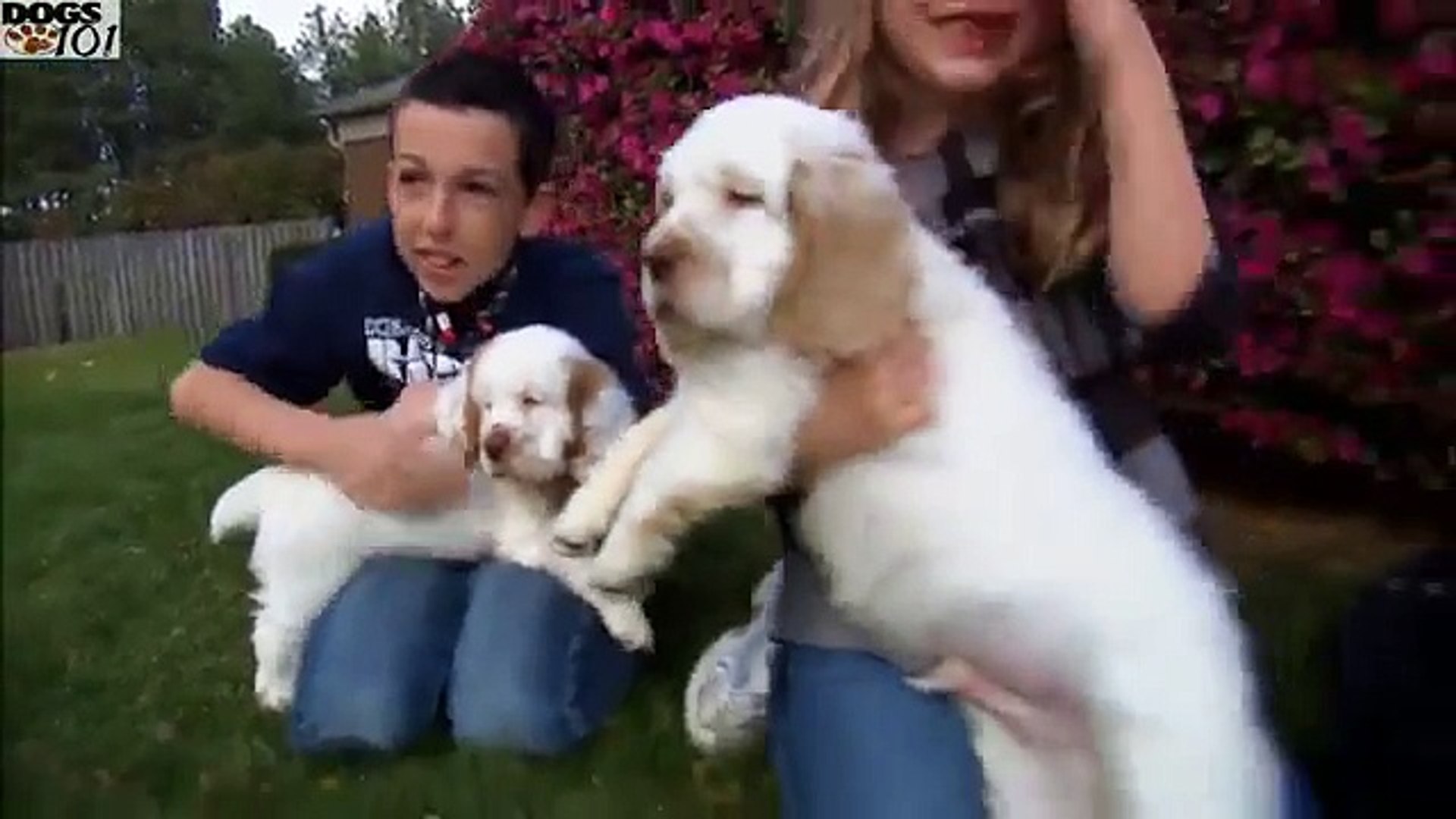 boykin spaniel dogs 101