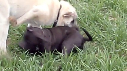 Kangal vs Pit Bull ! TURKISH KANGAL DOG The Strongest of the World