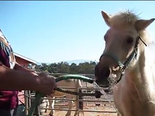 Charm, Icelandic Horse, Getting Ready for Bath