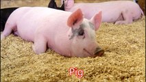Pig: Animals for Children Kids Videos Kindergarten Preschool Learning Toddlers Sounds Songs Farm