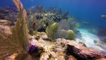 Diving in Key Largo