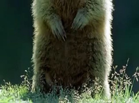 Alan Alan Alan Steve Steve Steve