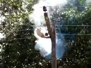 Animal electrocutado[No ver personas sensibles].