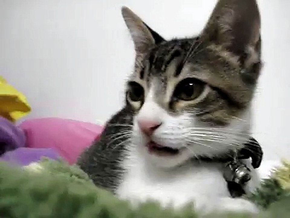 Breastfeeding (??) my baby cat