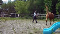 Retraining an aggressive horse that kicks and charges - follow up