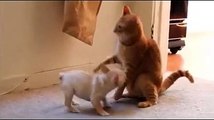 Little dog fight Seriously with little cat