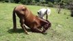 Venta, edcuacion, entrenamiento sin violencia para todo tipo de caballos! Guatemala 502 4594-5626