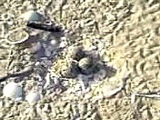 A vida animal - O porquê da extinção das aves